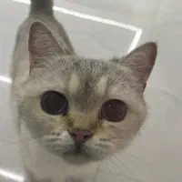 گربه اسکاتیش-بریتیش ماده ۱۱ ماهه