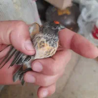 سهره گلبسر و قناری سرخ