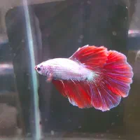 آکواریوم اورین|ماهی|خوی, |دیوار