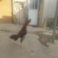 خروس لاری