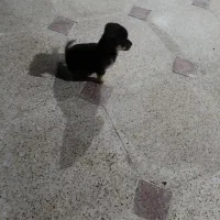 معاوضه و فروش کبوترملقی سفیددوچشم با قناری نرماده