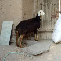 بره قوچ سیاه کله سفید