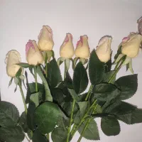 گل رز لمسی سفید صورتی|گل مصنوعی|لنگرود, |دیوار