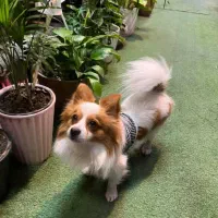 سگ نر بسیار زیبا آماده جفت گیری اول توضیحات|سگ|خرمآباد, |دیوار