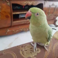 طوطی ملنگو ماده