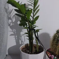 گل زاموفیلیا