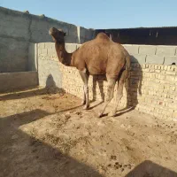 خرید فروش شتر