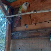 گرینچیک نر|پرنده|بندرعباس, |دیوار