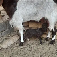 بز شیرا فروشی|حیوانات مزرعه|بردسکن, |دیوار