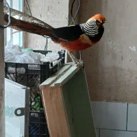 نر بلژیکی