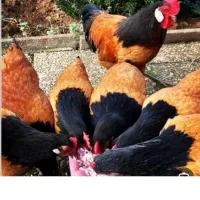 فروش مرغ تازه  کرک  برهما رنگ لایت
