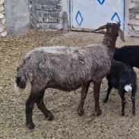 بره مادع میش