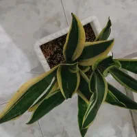 گل اپارتمانی|گل و گیاه طبیعی|فردیس, شهرک ارم|دیوار