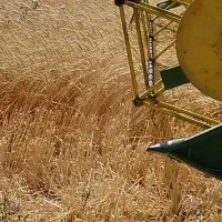 بذر گندم باران|خدمات باغبانی و درختکاری|قره پشتلو, |دیوار