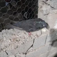 زاغ ماده چشمو نوک سفید بی نظیر