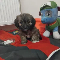 توله سگ پودل مینیاتوری