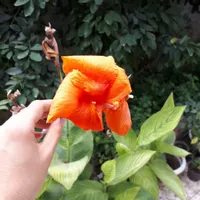 فروش گل های باغچه ای|گل و گیاه طبیعی|قائم‌شهر, |دیوار