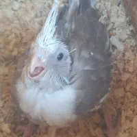 جوجه عروس سرلاکی