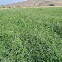 یونجه پرس شده چین دوم|خدمات باغبانی و درختکاری|دره رود, |دیوار