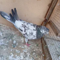 کفتر