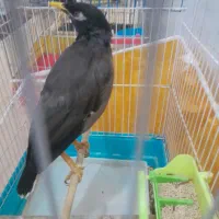 مرغ مینا|پرنده|تربت‌حیدریه, پائین ولایت|دیوار