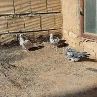 کبوتر کاشان|پرنده|فرخ‌شهر, |دیوار