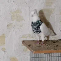 کبوترطوقی|پرنده|بستان آباد, |دیوار