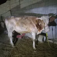 گوساله نر آلمانی و گاو و گوساله آلمانی