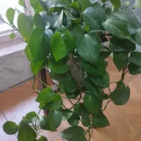 گل‌های آپارتمانی قیمتها متفاوتن|گل و گیاه طبیعی|جوانرود, |دیوار