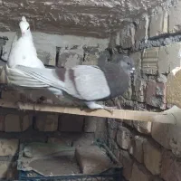 نر دمسفید پرش سنگین