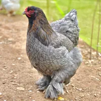 مرغ و خروس برهما یکجا فروشی