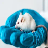 فروش موش ازمایشگاهی سوری نر وماده