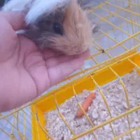 خوکچه هندی ماده|موش و خرگوش|تهران, ابوذر|دیوار