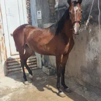 اسب کره مادیون کرد با برگه کشش کره آیند داره