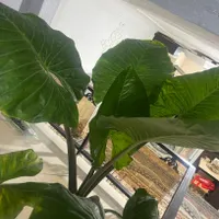 گل باباآدم