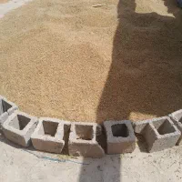 گندم|گل و گیاه طبیعی|رامشیر, |دیوار