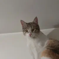 گربه DSH گمشده