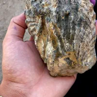 فسیل|کلکسیون اشیاء عتیقه|کرمانشاه, |دیوار