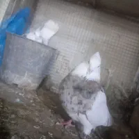 یک جفت طوقی میزونن