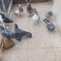کفترو کبوتر رنگی شهرستانی