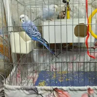 مرغ عشق سالم