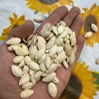 تخمه کدو درجه یک