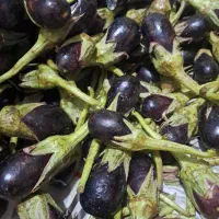 بادمجان ریز برا ترشی