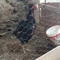 کلشیر|حیوانات|مریوان, |دیوار