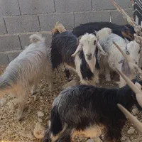 فروش۳۰راس کهره نر و ۲۰راس کهره ماده بنک بز،میش،بره|حیوانات مزرعه|بندر کنگان, |دیوار