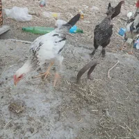 خروسک محلی