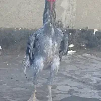 مرغ و خروس لاری اوشامو