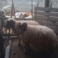 ۲عددبره ماده