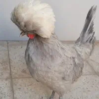 فروش جوجه‌های1روزه زینتی لهستانی برهما سلطان کوشین