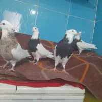 چهارتا کبوتر یکی ماده سه تا نر|پرنده|کنگاور, |دیوار